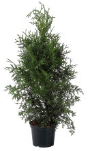 Thuja H80-100 x Ø21 cm
